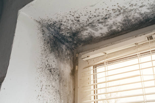 Trusted Crawl Space Mold Removal service in Lincolnshire, IL - Cheap Mold Removal